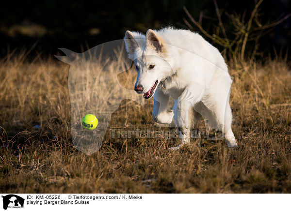 playing Berger Blanc Suisse / KMI-05226