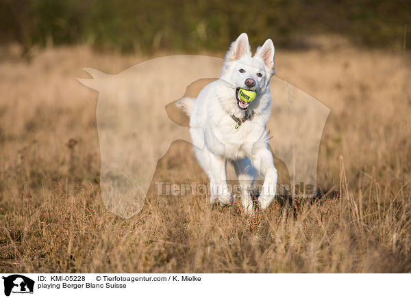 playing Berger Blanc Suisse / KMI-05228