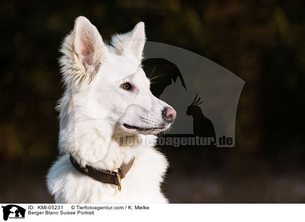 Berger Blanc Suisse Portrait / KMI-05231