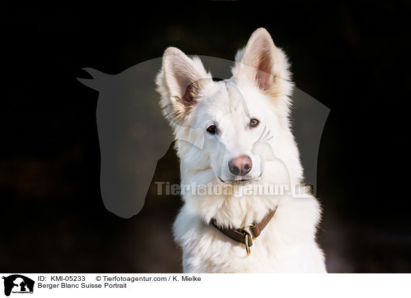 Berger Blanc Suisse Portrait / KMI-05233