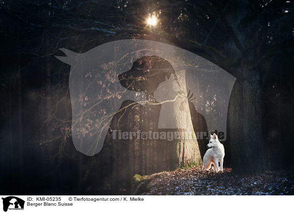 Berger Blanc Suisse / KMI-05235
