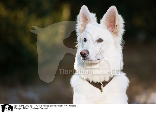 Berger Blanc Suisse Portrait / KMI-05236