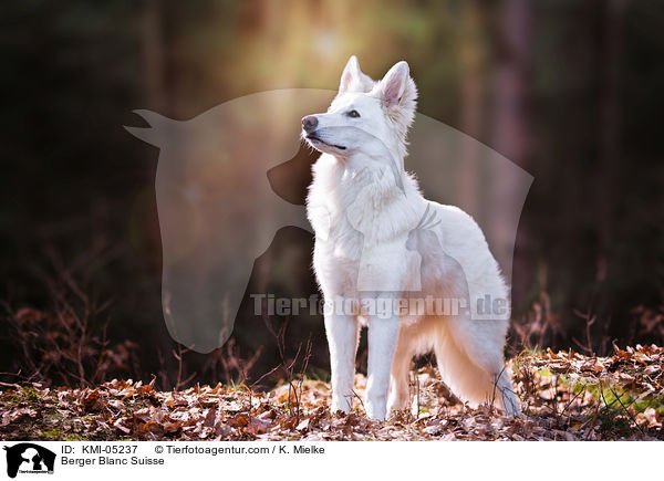 Berger Blanc Suisse / KMI-05237