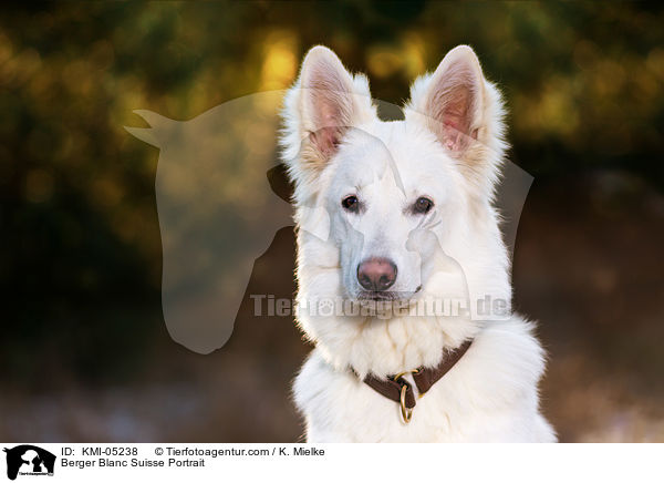 Berger Blanc Suisse Portrait / KMI-05238