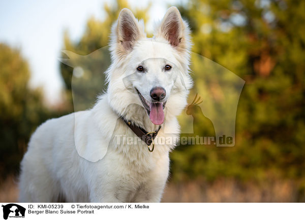 Berger Blanc Suisse Portrait / KMI-05239