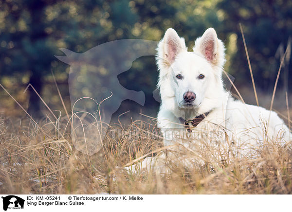 lying Berger Blanc Suisse / KMI-05241
