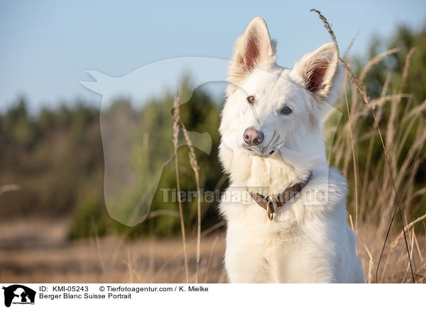 Berger Blanc Suisse Portrait / KMI-05243