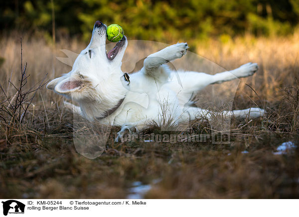 rolling Berger Blanc Suisse / KMI-05244