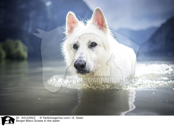 Berger Blanc Suisse in the water / AG-02822