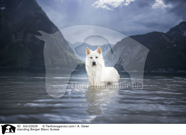 standing Berger Blanc Suisse / AG-02826