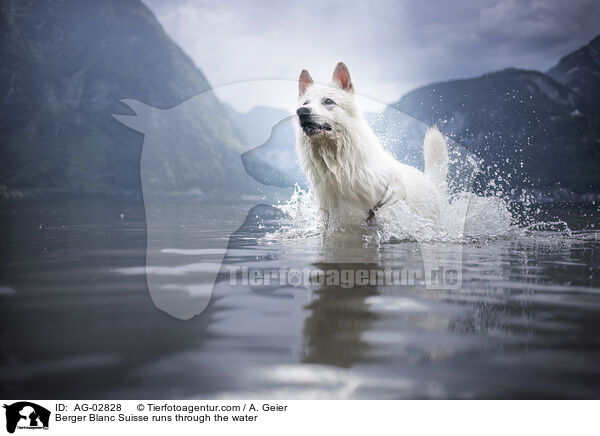 Berger Blanc Suisse runs through the water / AG-02828