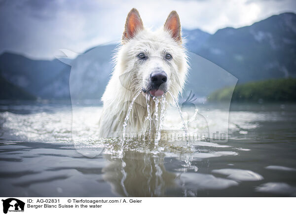 Berger Blanc Suisse in the water / AG-02831