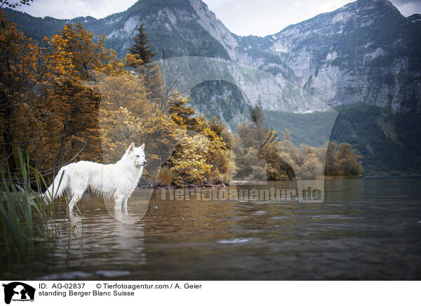 standing Berger Blanc Suisse / AG-02837