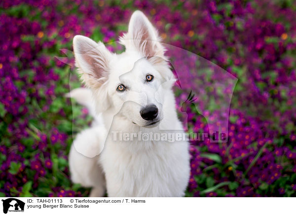 young Berger Blanc Suisse / TAH-01113