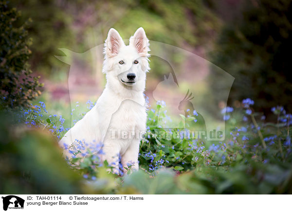 young Berger Blanc Suisse / TAH-01114