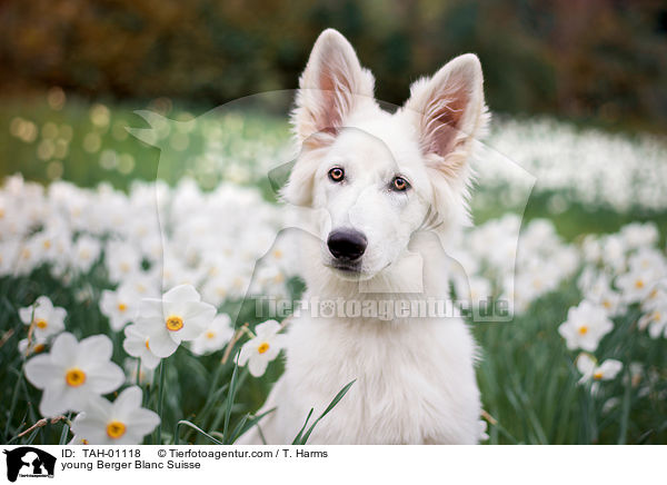 young Berger Blanc Suisse / TAH-01118
