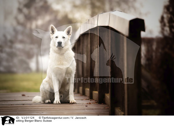 sitting Berger Blanc Suisse / VJ-01124