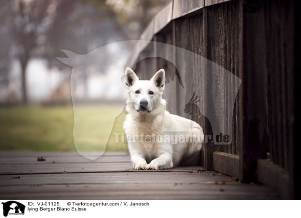 lying Berger Blanc Suisse / VJ-01125