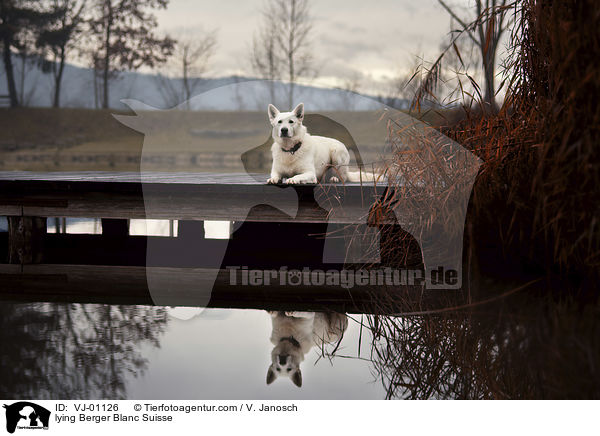 lying Berger Blanc Suisse / VJ-01126