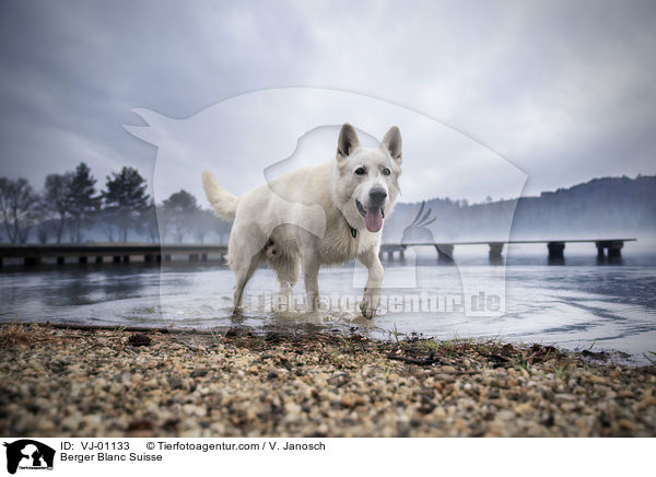 Berger Blanc Suisse / VJ-01133