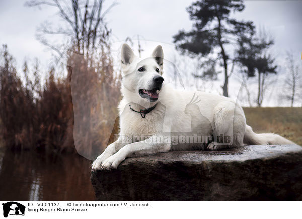 lying Berger Blanc Suisse / VJ-01137