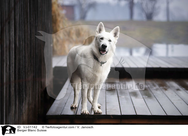 Berger Blanc Suisse / VJ-01142