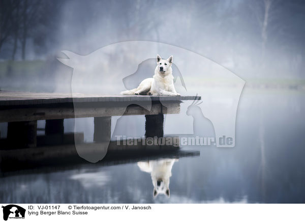 lying Berger Blanc Suisse / VJ-01147