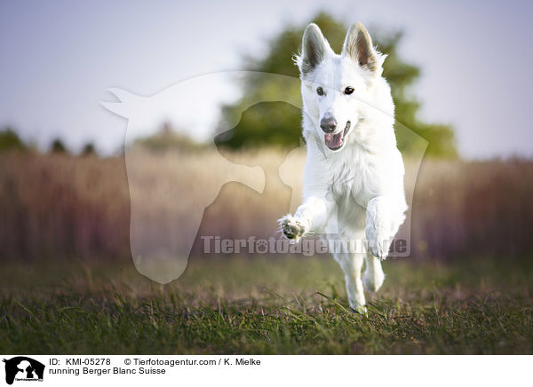 running Berger Blanc Suisse / KMI-05278