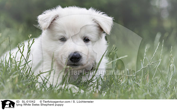 lying White Swiss Shepherd puppy / SL-01042