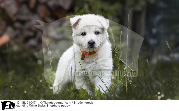 standing White Swiss Shepherd puppy / SL-01047
