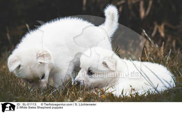 2 White Swiss Shepherd puppies / SL-01113