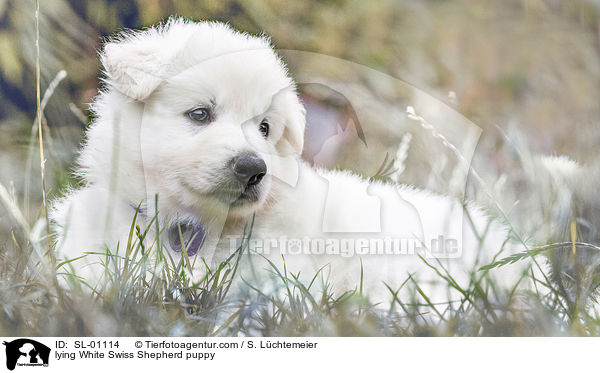 lying White Swiss Shepherd puppy / SL-01114