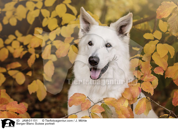 Weier Schweizer Schferhund Portrait / Berger Blanc Suisse portrait / JAM-01151