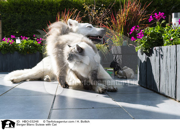 Weier Schweizer Schferhund mit Katze / Berger Blanc Suisse with Cat / HBO-03246