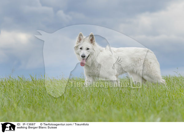 walking Berger Blanc Suisse / IF-13687