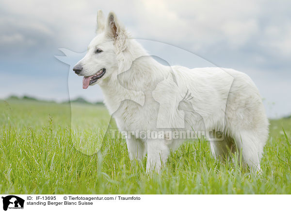 standing Berger Blanc Suisse / IF-13695