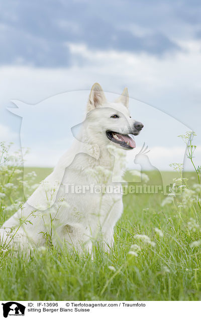sitting Berger Blanc Suisse / IF-13696