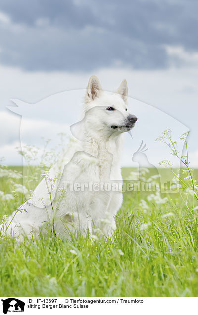 sitting Berger Blanc Suisse / IF-13697