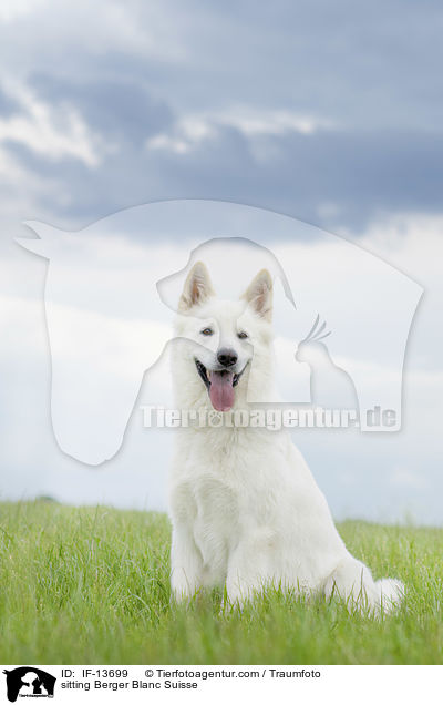 sitting Berger Blanc Suisse / IF-13699