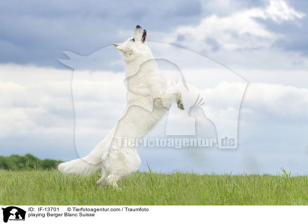 spielender Weier Schweizer Schferhund / playing Berger Blanc Suisse / IF-13701