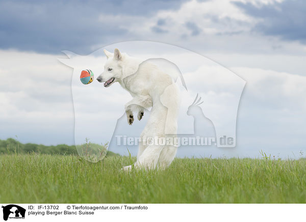 playing Berger Blanc Suisse / IF-13702