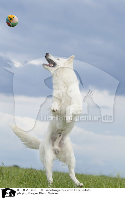 playing Berger Blanc Suisse / IF-13705