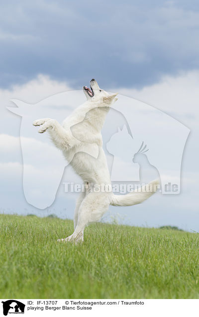 playing Berger Blanc Suisse / IF-13707