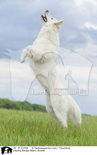 spielender Weier Schweizer Schferhund / playing Berger Blanc Suisse / IF-13708