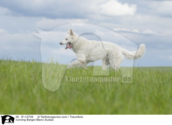 running Berger Blanc Suisse / IF-13709