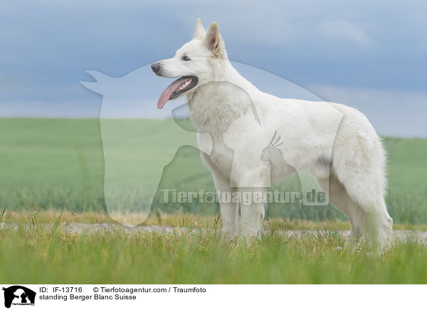 standing Berger Blanc Suisse / IF-13716
