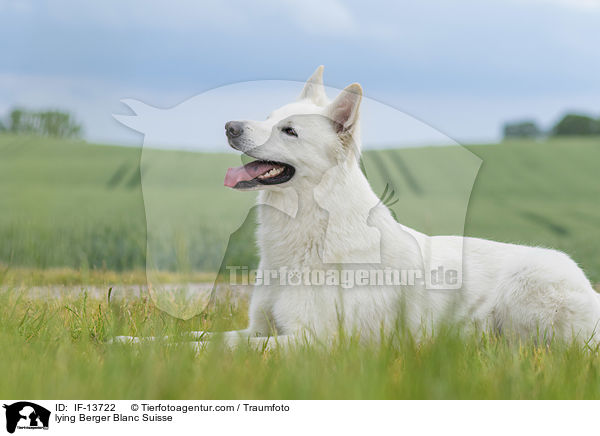 lying Berger Blanc Suisse / IF-13722