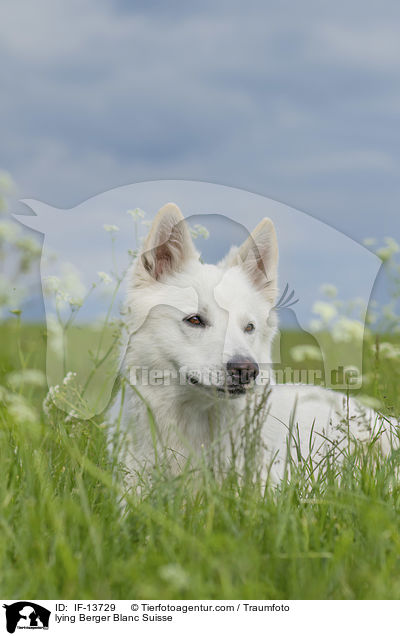 lying Berger Blanc Suisse / IF-13729