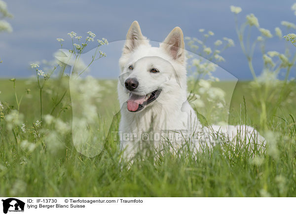 lying Berger Blanc Suisse / IF-13730