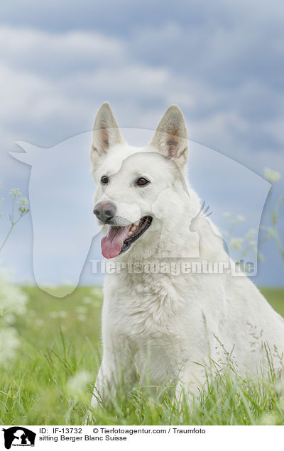 sitting Berger Blanc Suisse / IF-13732